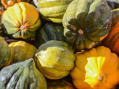 A 4 Clear Signals Your Acorn Squash Is Ready to Be Harvested (Plus Tips on Storing Them) 