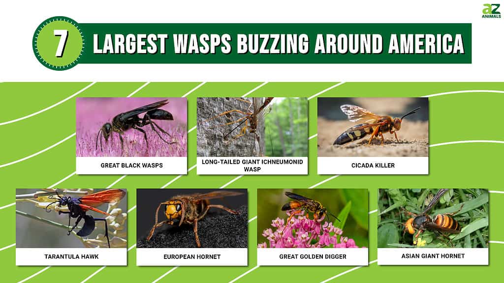 Beware of The Top 7 Largest Wasps Buzzing Around America - A-Z Animals