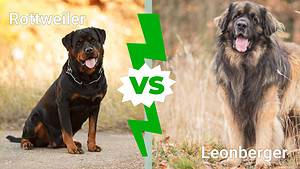 Rottweiler vs. Leonberger: 8 Key Differences Picture