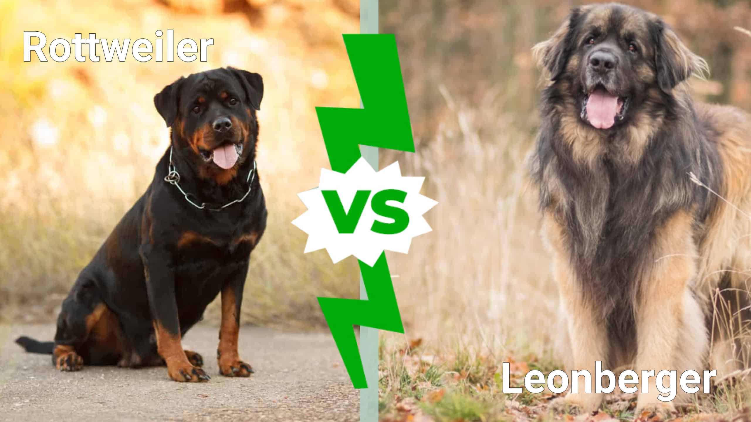 Rottweiler and Leonberger side by side in nature