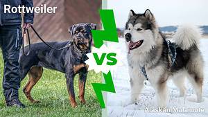 Rottweiler vs. Alaskan Malamute: 9 Key Differences Picture