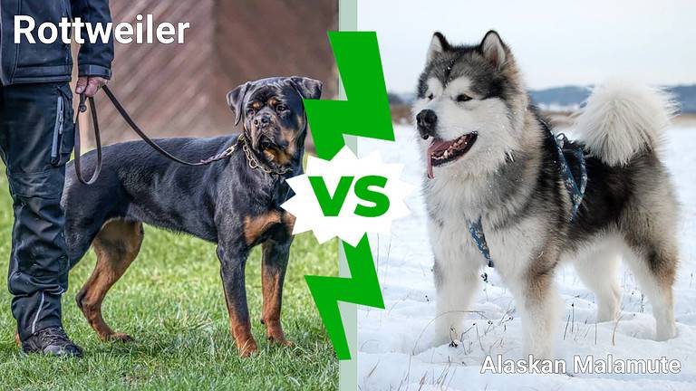 rottweiler vs Alaskan Malamute