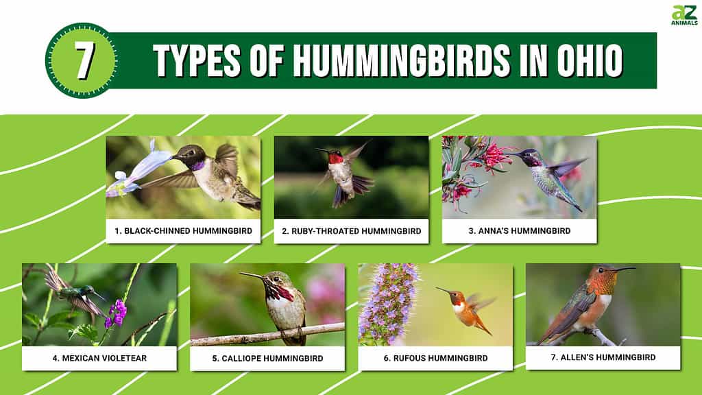 Hummingbirds In Ohio: 7 Types and the Plants They Love - A-Z Animals