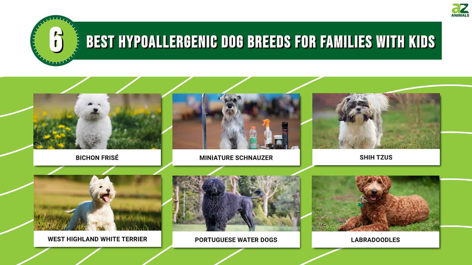 The 6 Best Hypoallergenic Dog Breeds For Families With Kids A Z Animals The 6 Best Hypoallergenic Dog Breeds For Families With Kids A Z Animals