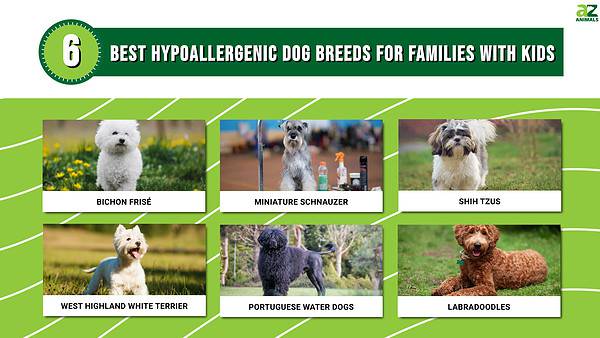 The 6 Best Hypoallergenic Dog Breeds for Families with Kids - A-Z Animals