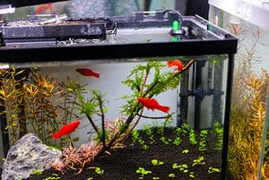 The 13 Easiest Pet Fish to Take Care of For New Owners Picture