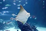Stingrays