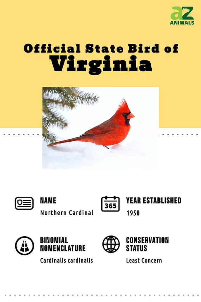 Adult cardinals have bright orange beaks while juveniles beaks' are black.