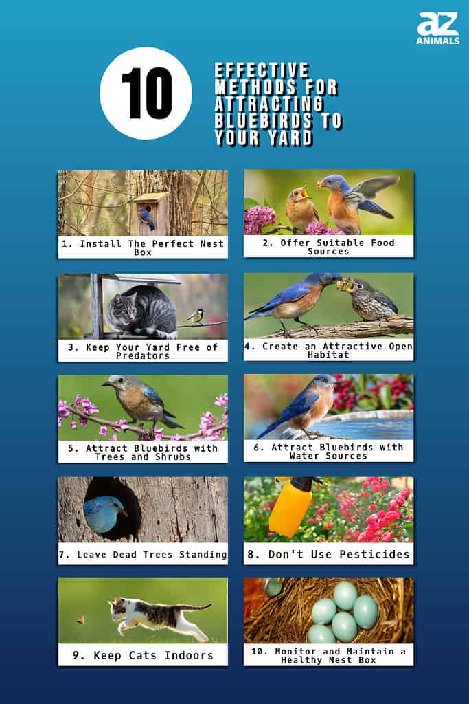 10 Effective Methods for Attracting Bluebirds to Your Yard