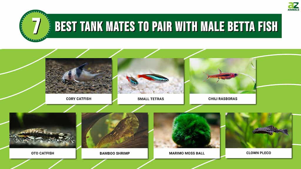 Infographic for the 7 Best Tank Mates to Pair with Male Betta Fish.
