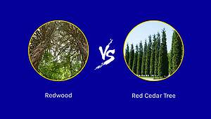 Redwood vs. Red Cedar Tree: 12 Differences Between These Towering Giants Picture