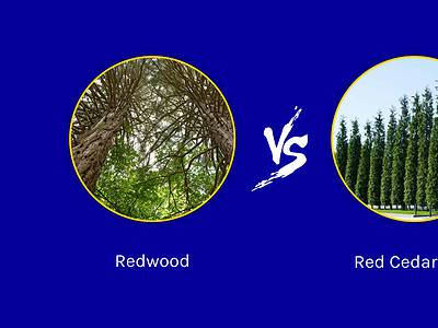 A Redwood vs. Red Cedar Tree: 12 Differences Between These Towering Giants
