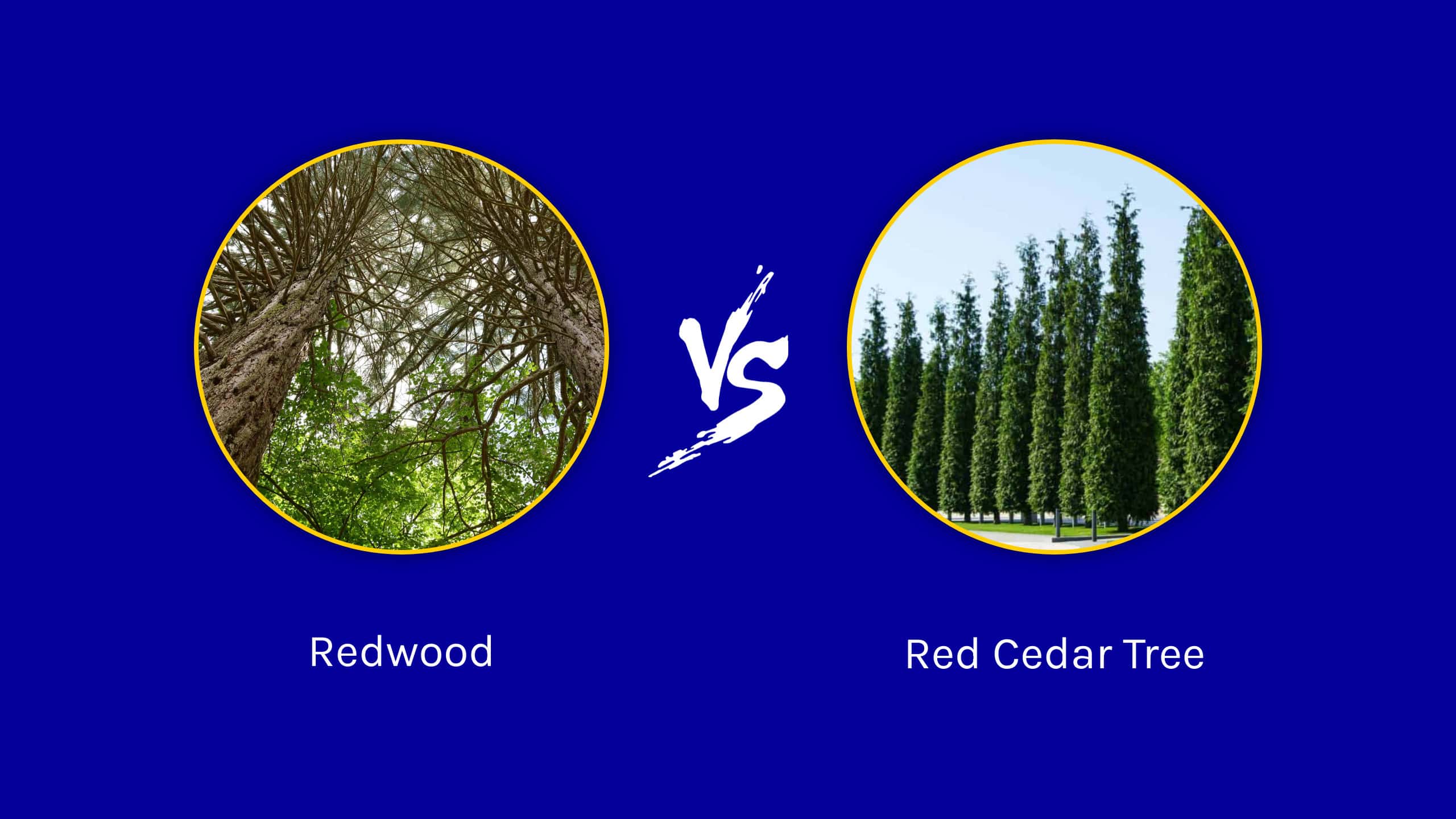 Redwood vs. red cedar tree