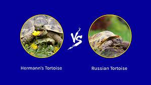Hermann’s Tortoise vs. Russian Tortoise: 7 Key Differences to Know Picture