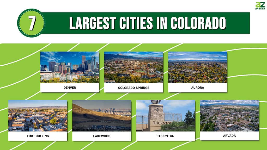 Infographic for the 7 largest cities in Colorado