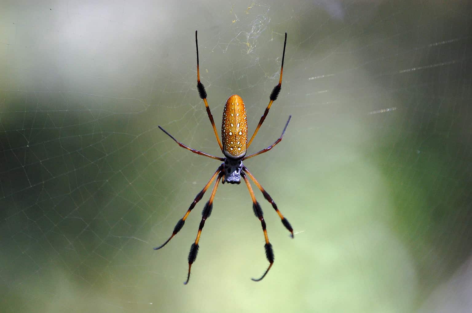 32 Spiders That Look Like Scorpions But Are Nothing Like Them - A-Z Animals