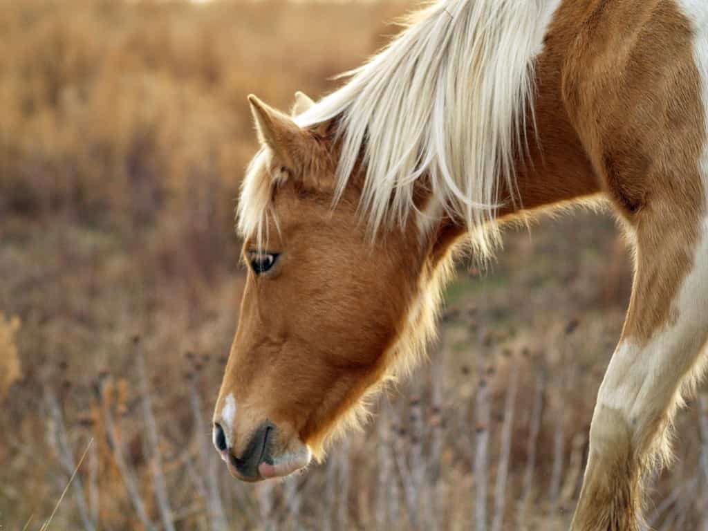 brown horse with white mane eating