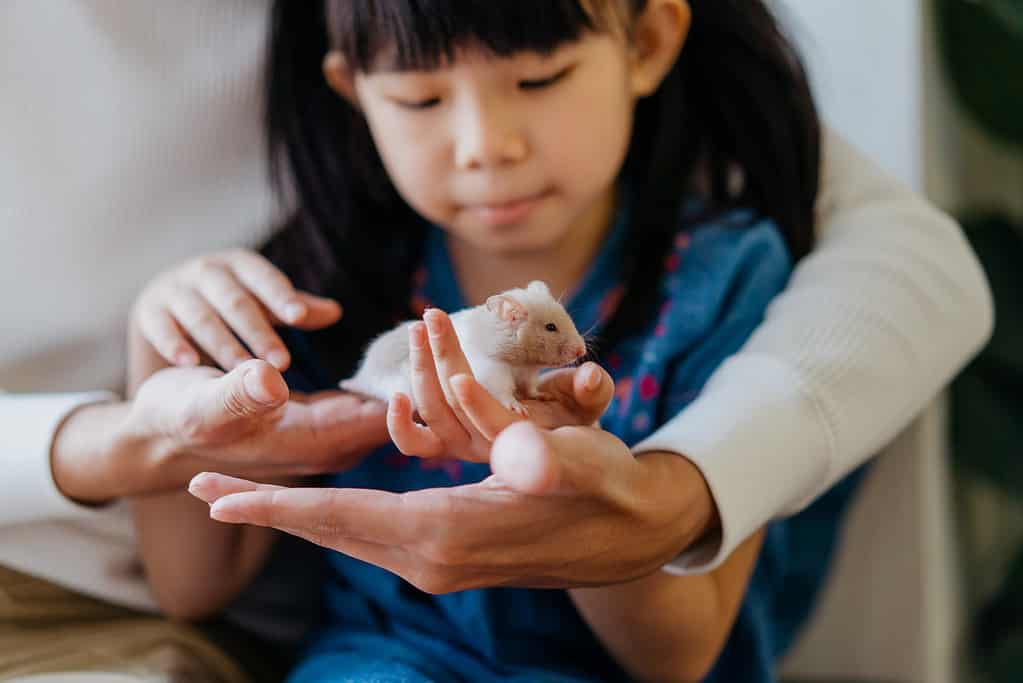 Young children need to be supervised with pet hamsters. 