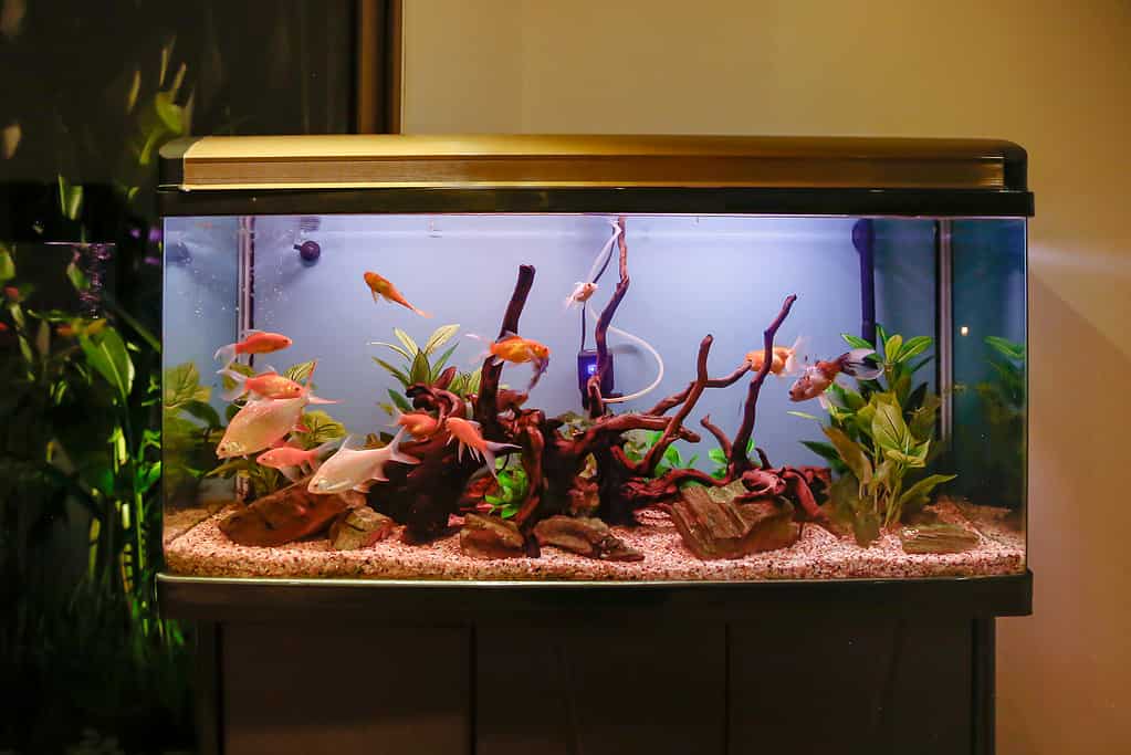 Fish tank.