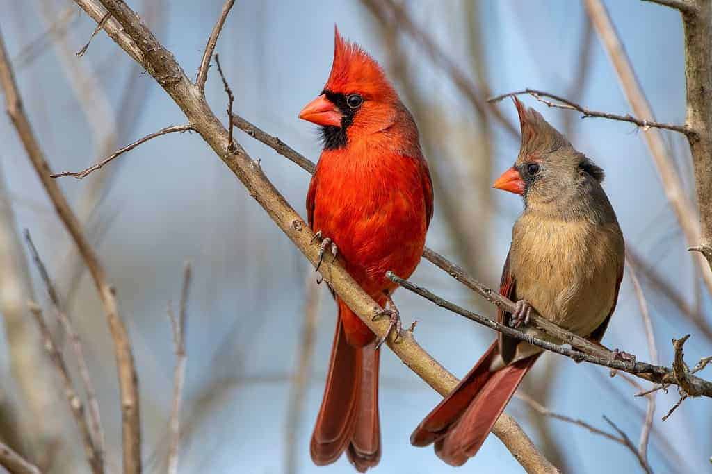 Northern Cardinal Mates Perched