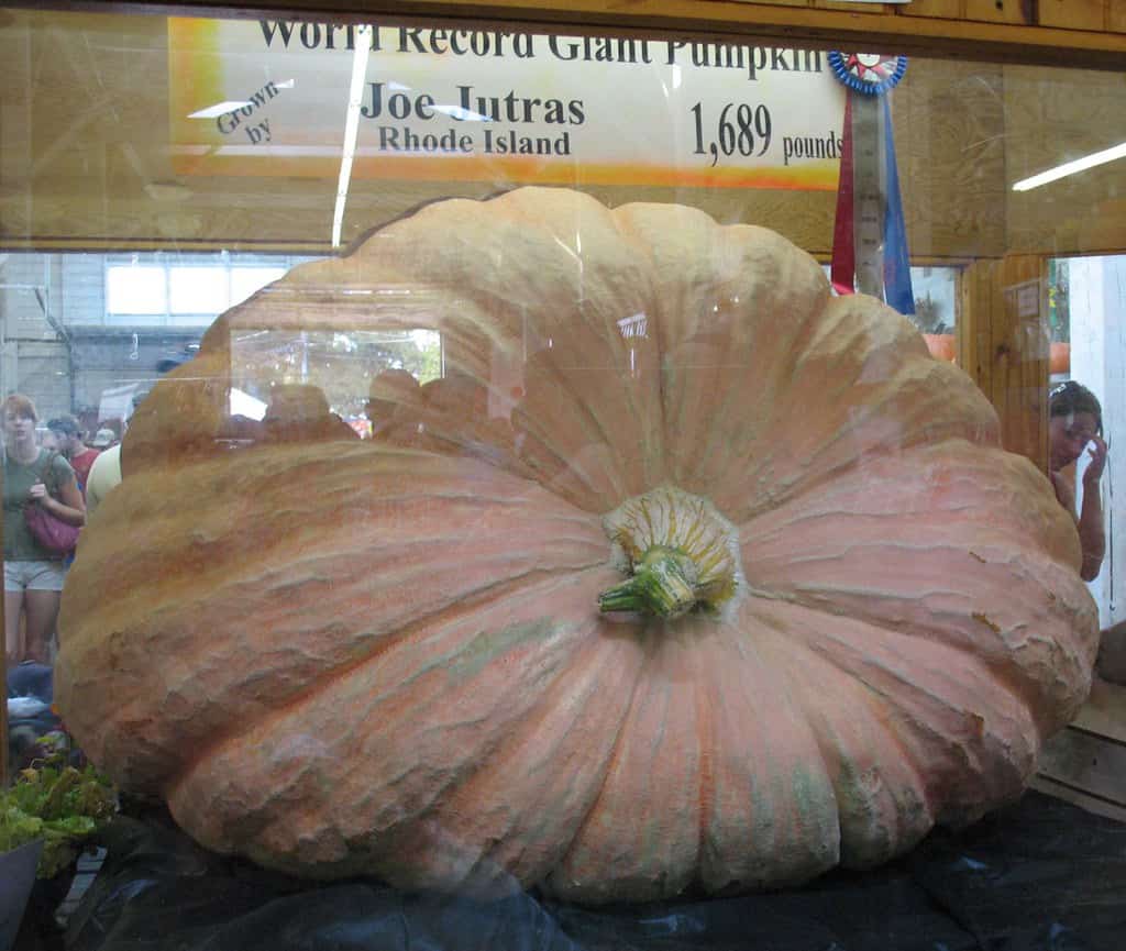 biggest pumpkin on record