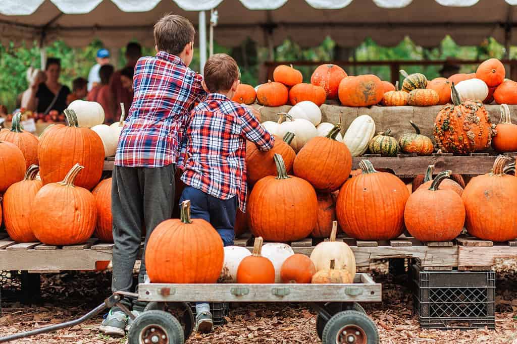 children pick pumpkins