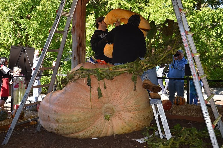 biggest pumpkin on record