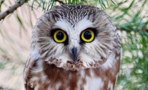 7 Owls that Live in Oklahoma (and Where You’re Likely to See Them) Picture