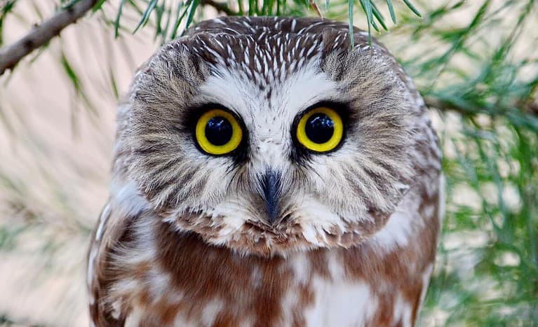 Biodiversiteit, Buitenopname, Canada, Dag, Dier