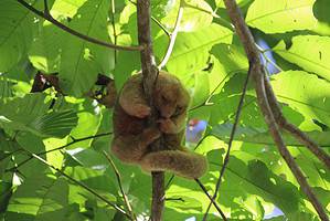 Discover the Mysterious Silky Anteater: Everything To Know About This Small and Slow Creature Picture