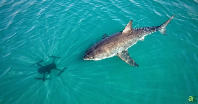 Using a high-contrast top-down view emphasizes the shark's scale and the strange, mechanical nature of the shadow it is stalking.