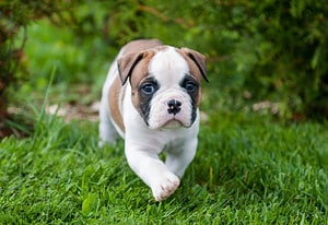 Bulldog Puppies: Pictures, Adoption Tips, and More! Picture