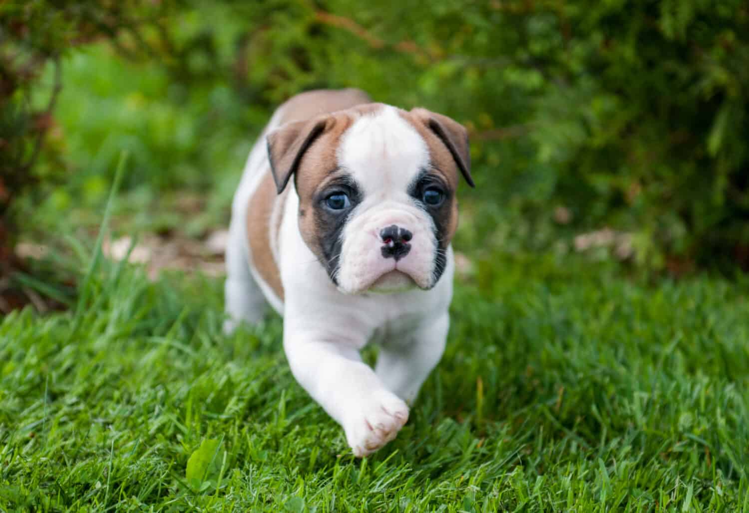 Funny nice red white American Bulldog puppy is walking on the grass. Puppy's acquaintance with nature. Dog is afraid of the world