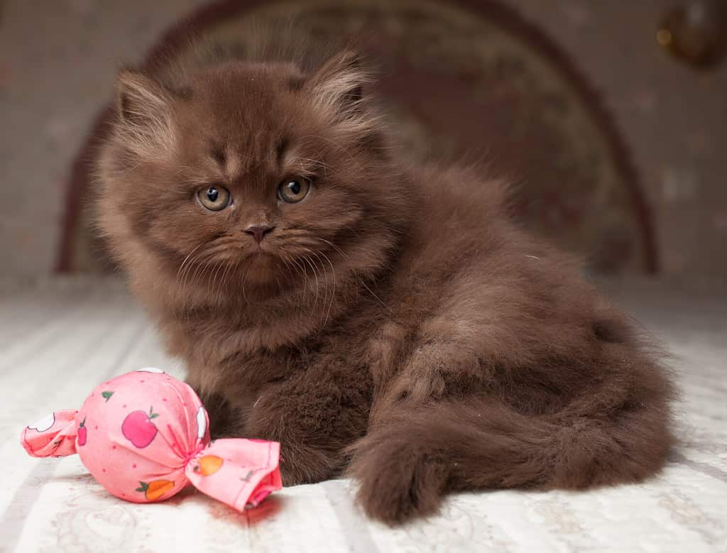 British longhair kitten, chocolate color, portrait, indoor