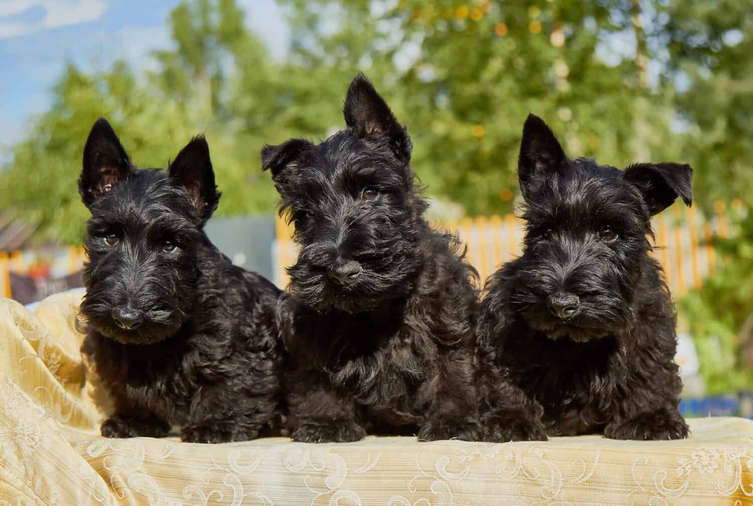 three black puppy on a sunny day
