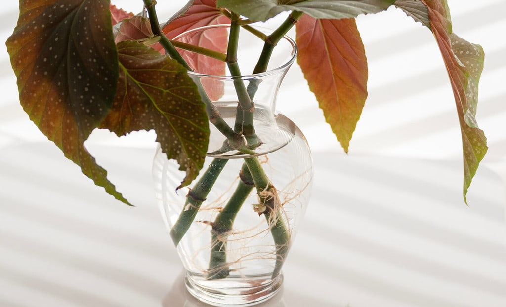 Three angel wing begonia stems growing new roots in water in a clear glass vase are reflected on a white background.
