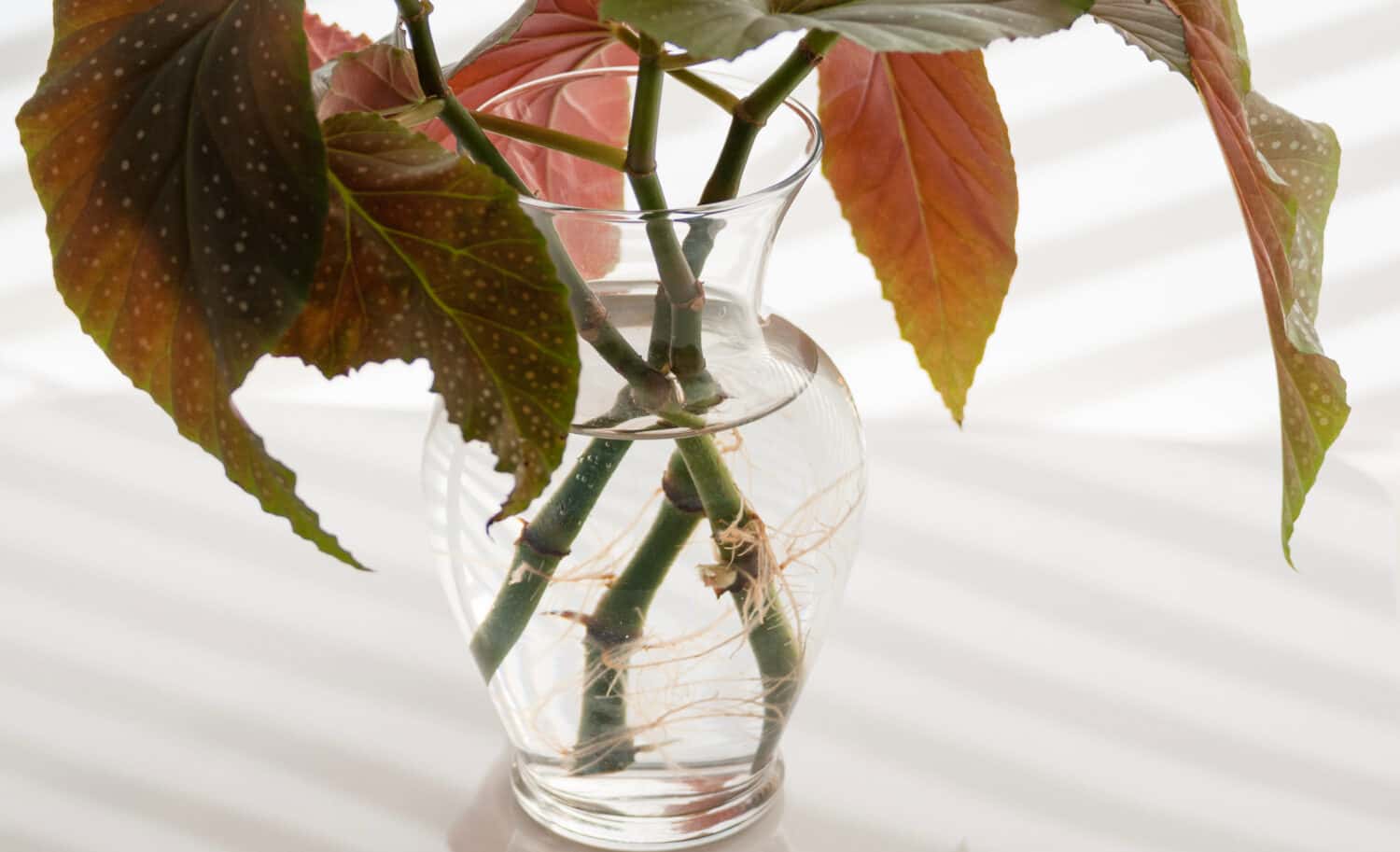 Three angel wing begonia stems growing new roots in water in a clear glass vase are reflected on a white background.