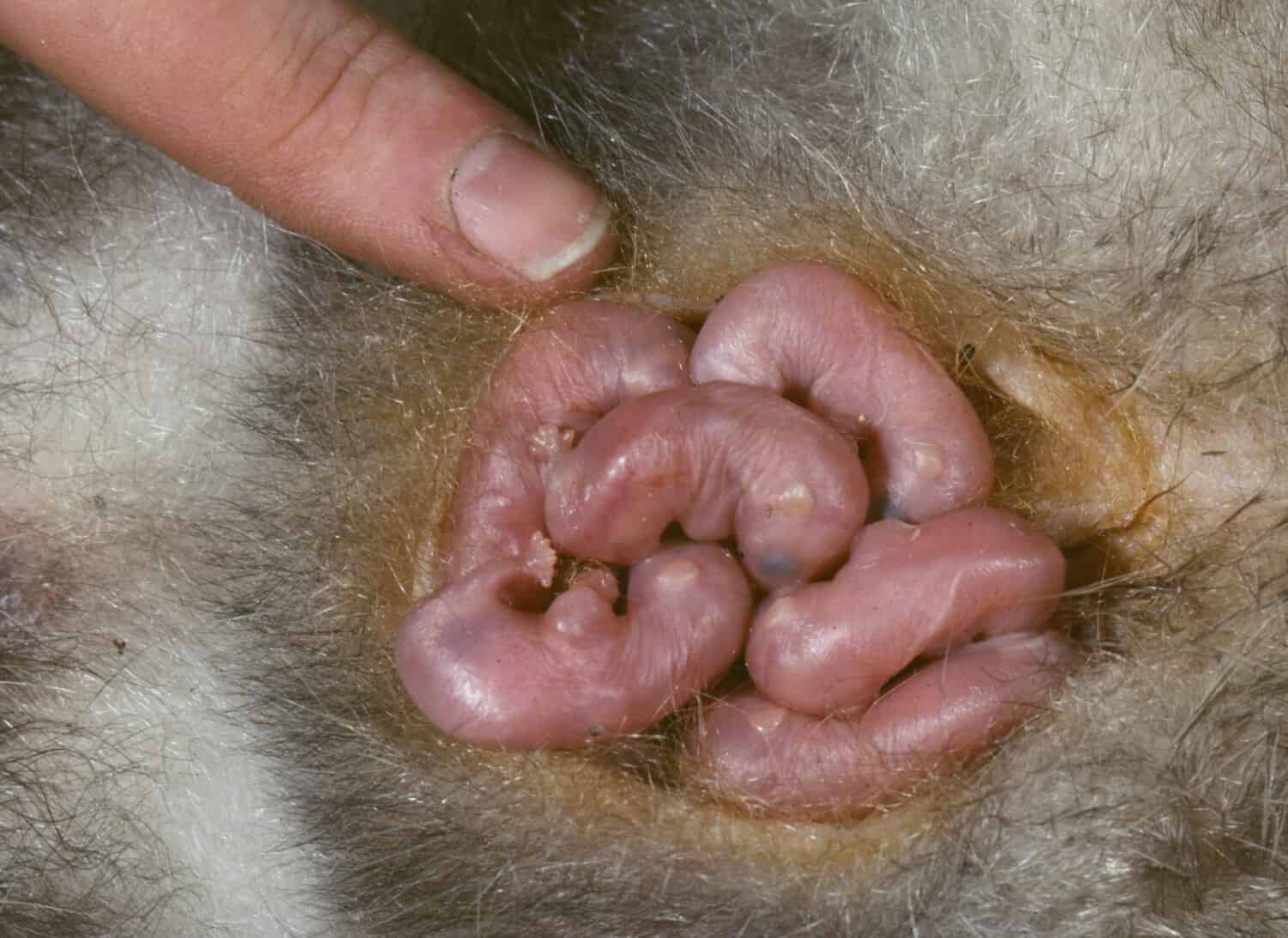 baby Opossums in mothers pouch(Didelphis marsupialis