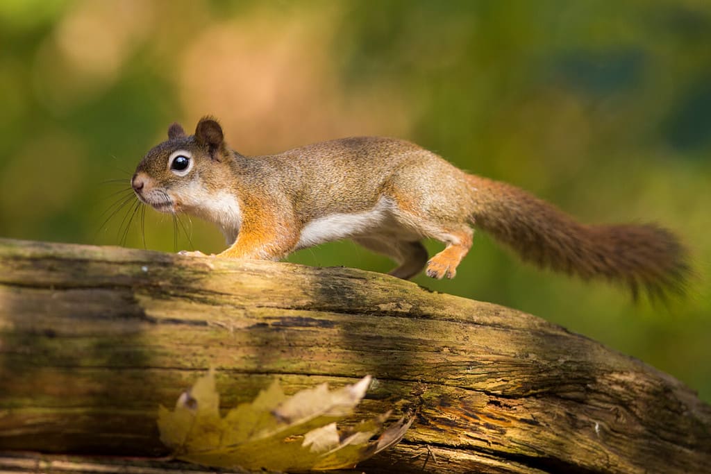 American red squirrel in action