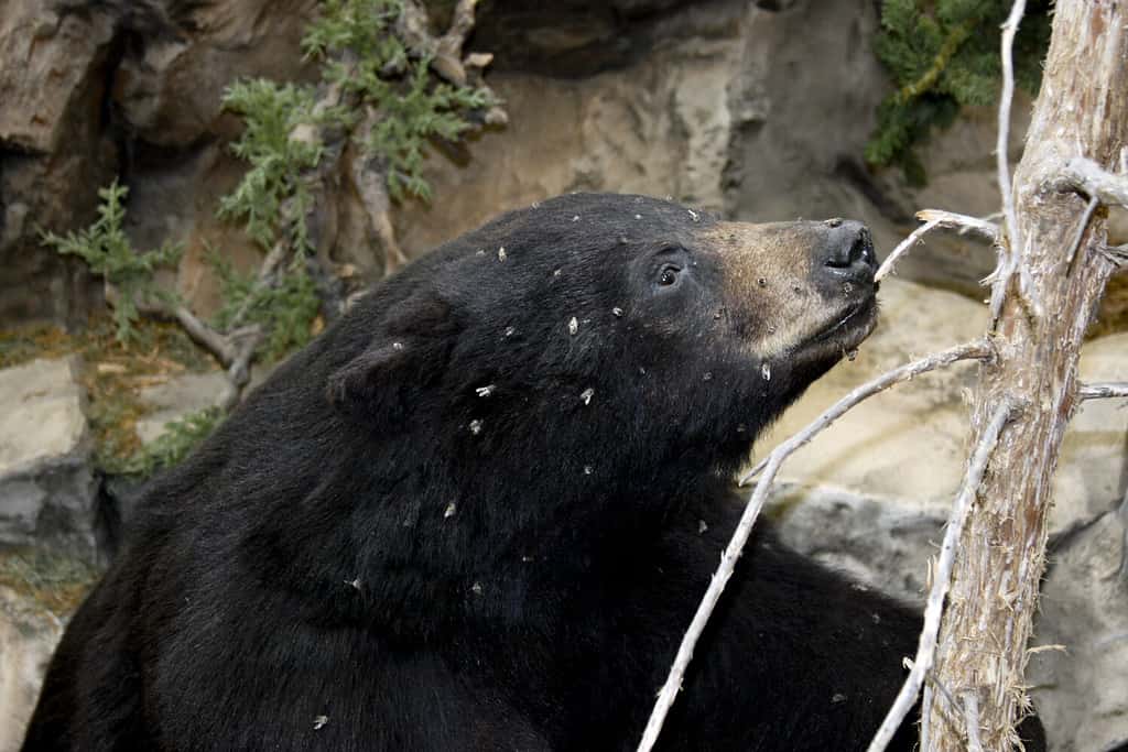 curious black bear covered in honey bees