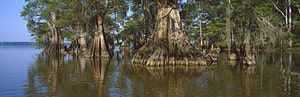 Discover the 10 Largest State Parks in Louisiana Picture