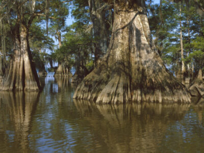 A Discover the 10 Largest State Parks in Louisiana