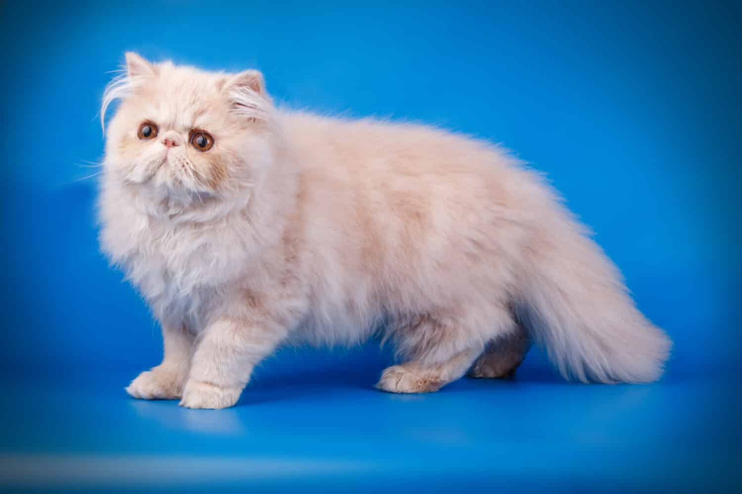 Persian cream kitten