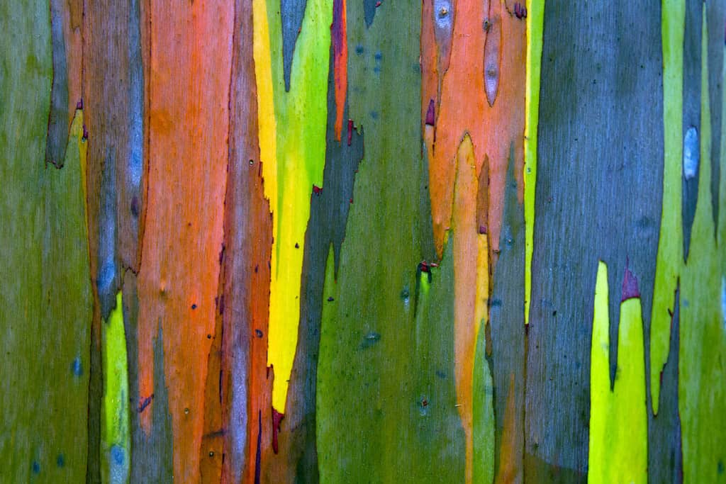 Bark of a Rainbow Eucalyptus (Eucalyptus deglupta) tree in Kauai, Hawaii, USA.