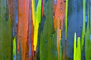 How to Grow a Rainbow Eucalyptus – Your Very Own “Graffiti Tree” Picture