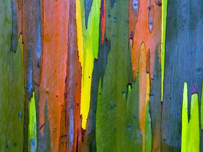 A How to Grow a Rainbow Eucalyptus – Your Very Own “Graffiti Tree”