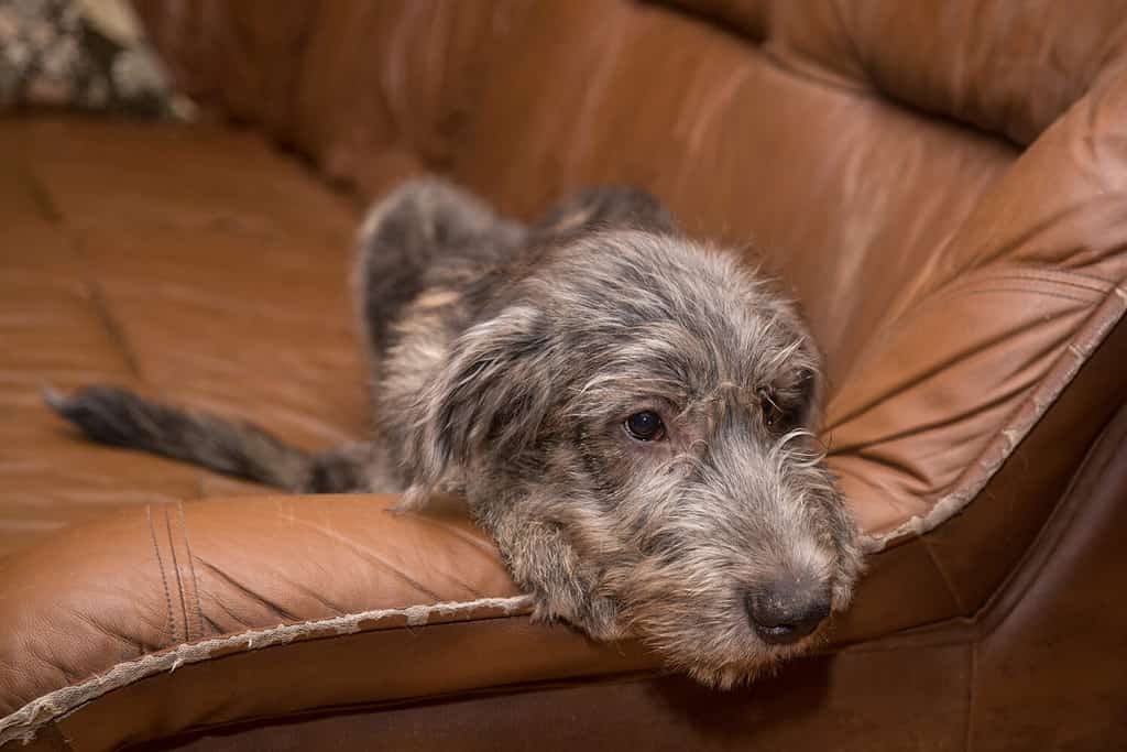 The puppy of breed the Irish Wolfhound lies on a leather brown sofa.