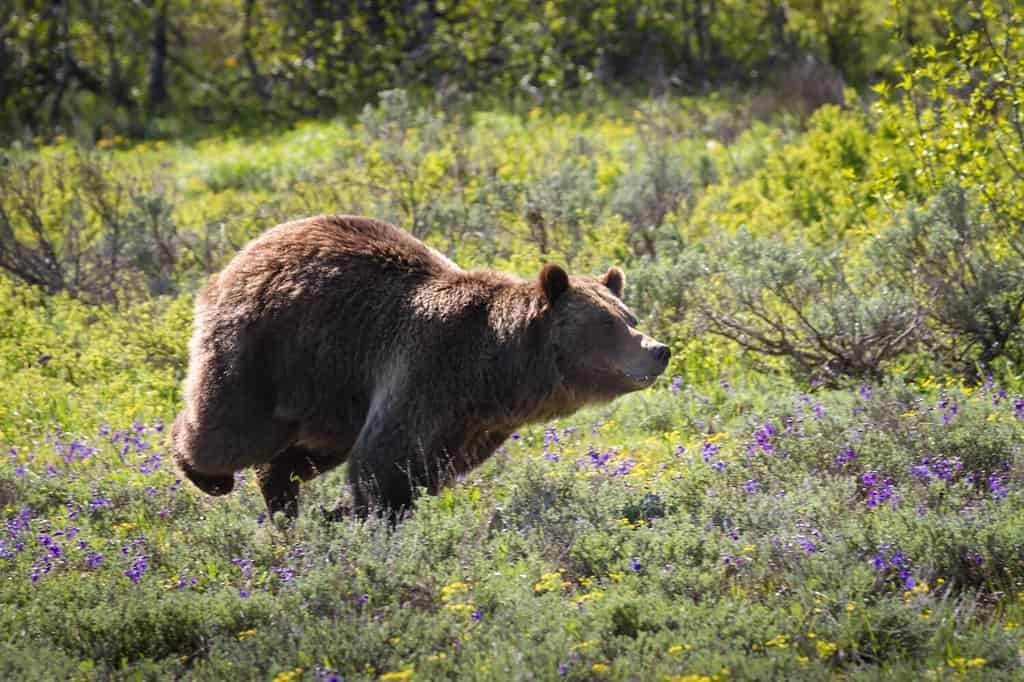 A very protective mother grizzly, running at full speed, charges an intruder in her territory.