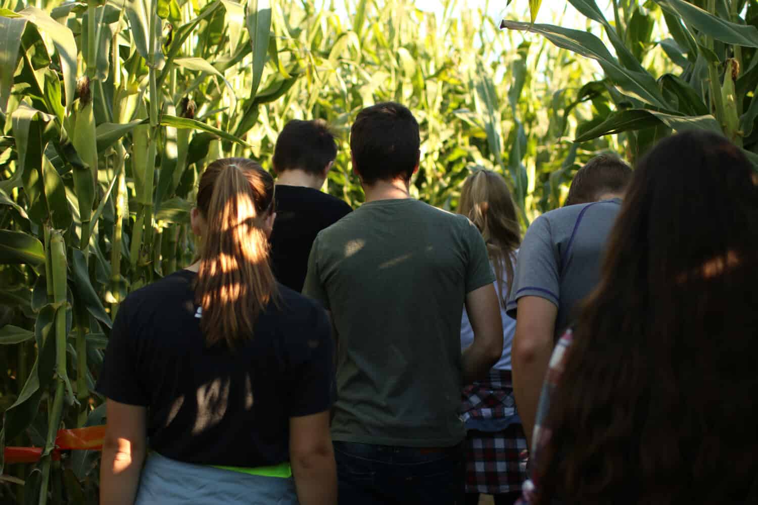 Group of kids walking to corn maze.