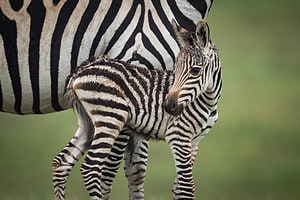 Baby Zebra: 10 Pictures and 10 Amazing Facts Picture